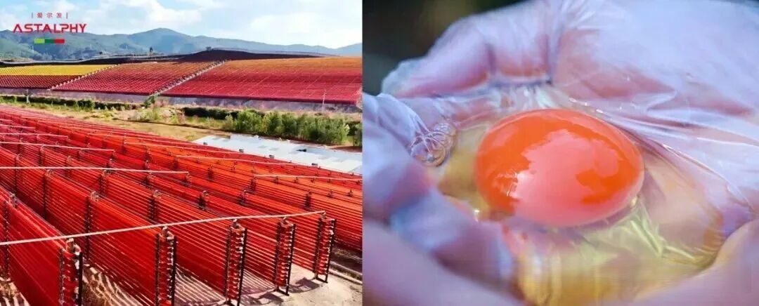 雨生紅球藻蝦青素雞蛋：不一樣的營(yíng)養(yǎng)， 不一樣的選購(gòu)指南